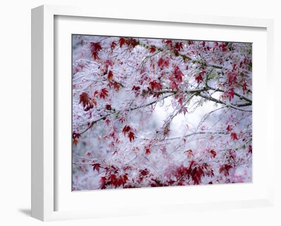 Fresh snow on Japanese maple tree with last of fall colored leaves-Sylvia Gulin-Framed Photographic Print