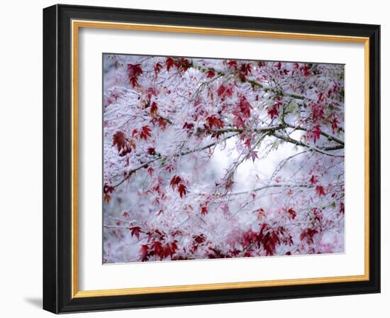 Fresh snow on Japanese maple tree with last of fall colored leaves-Sylvia Gulin-Framed Photographic Print