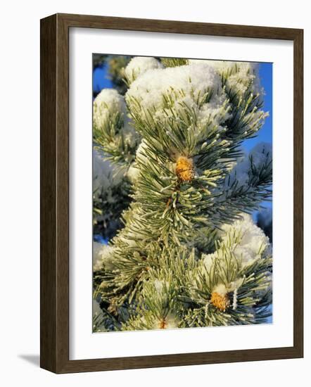 Fresh Snow on Pine Needles-Chuck Haney-Framed Photographic Print