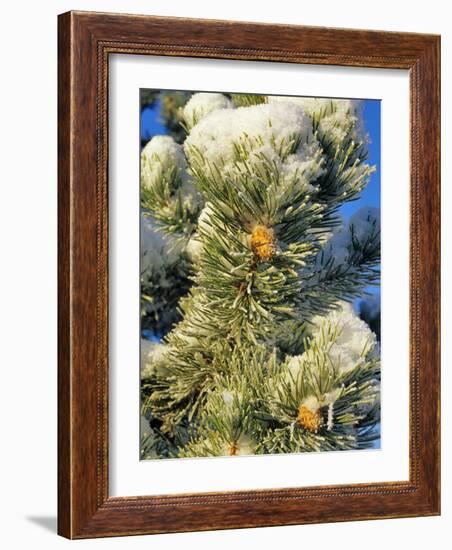 Fresh Snow on Pine Needles-Chuck Haney-Framed Photographic Print
