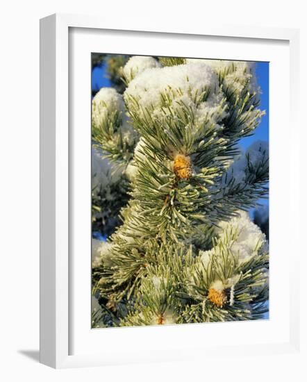 Fresh Snow on Pine Needles-Chuck Haney-Framed Photographic Print