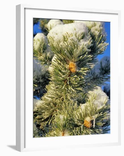 Fresh Snow on Pine Needles-Chuck Haney-Framed Photographic Print