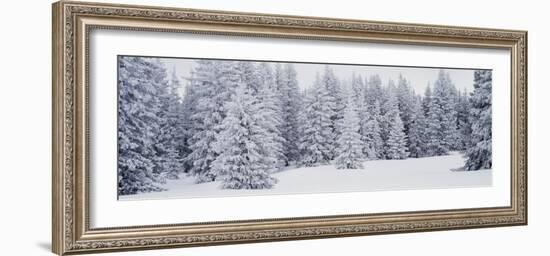 Fresh Snow on Pine Trees Taos County, NM-null-Framed Photographic Print