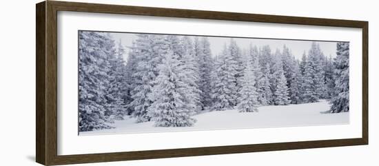 Fresh Snow on Pine Trees Taos County, NM-null-Framed Photographic Print