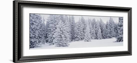 Fresh Snow on Pine Trees Taos County, NM-null-Framed Photographic Print