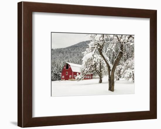 Fresh Snow on Red Barn Near Salmo, British Columbia, Canada-Chuck Haney-Framed Photographic Print