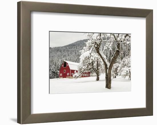 Fresh Snow on Red Barn Near Salmo, British Columbia, Canada-Chuck Haney-Framed Photographic Print