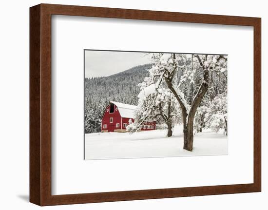 Fresh Snow on Red Barn Near Salmo, British Columbia, Canada-Chuck Haney-Framed Premium Photographic Print