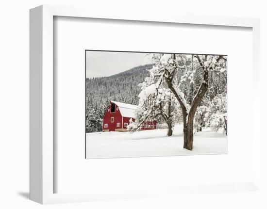 Fresh Snow on Red Barn Near Salmo, British Columbia, Canada-Chuck Haney-Framed Premium Photographic Print