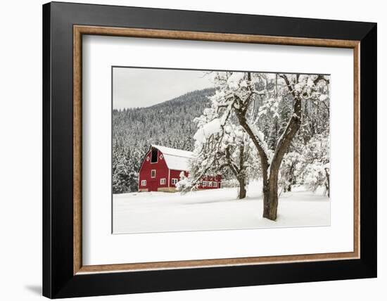 Fresh Snow on Red Barn Near Salmo, British Columbia, Canada-Chuck Haney-Framed Premium Photographic Print