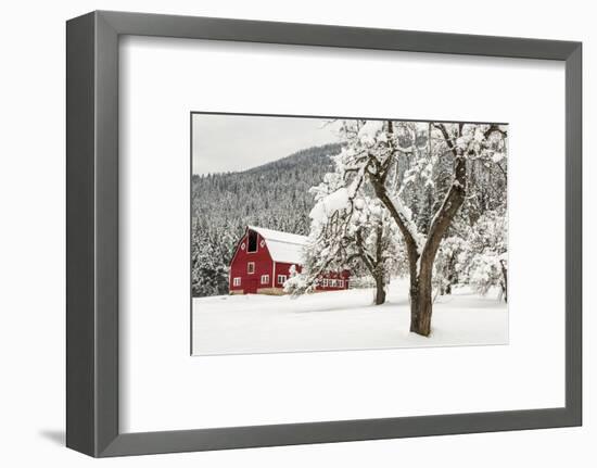 Fresh Snow on Red Barn Near Salmo, British Columbia, Canada-Chuck Haney-Framed Premium Photographic Print