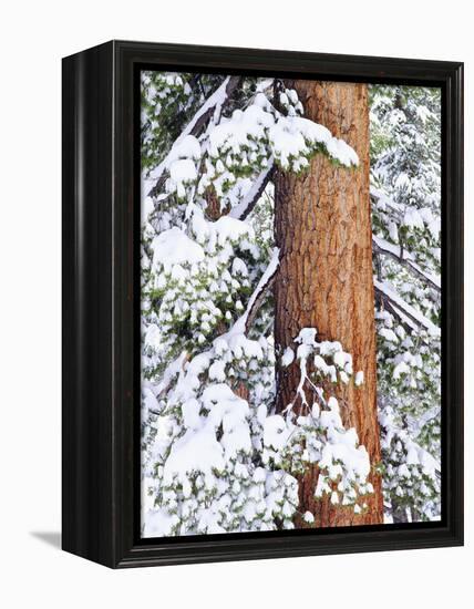 Fresh Snow on Red Fir Trees, Sierra Nevada Mountains, California, USA-Christopher Talbot Frank-Framed Premier Image Canvas