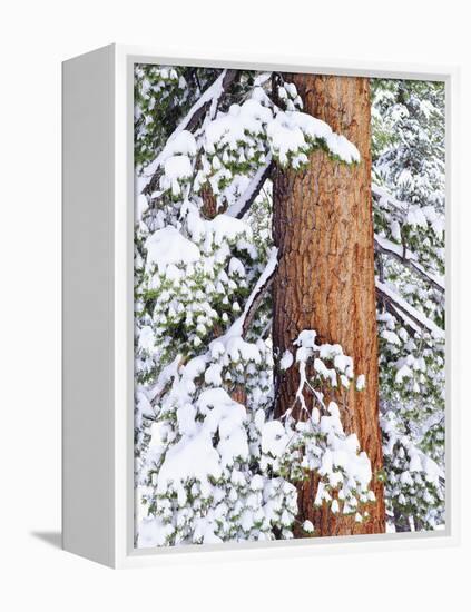 Fresh Snow on Red Fir Trees, Sierra Nevada Mountains, California, USA-Christopher Talbot Frank-Framed Premier Image Canvas