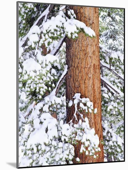 Fresh Snow on Red Fir Trees, Sierra Nevada Mountains, California, USA-Christopher Talbot Frank-Mounted Photographic Print
