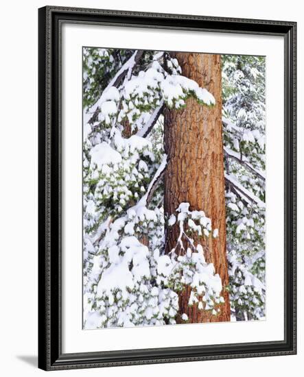 Fresh Snow on Red Fir Trees, Sierra Nevada Mountains, California, USA-Christopher Talbot Frank-Framed Photographic Print