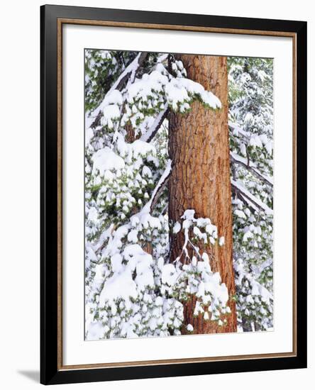 Fresh Snow on Red Fir Trees, Sierra Nevada Mountains, California, USA-Christopher Talbot Frank-Framed Photographic Print