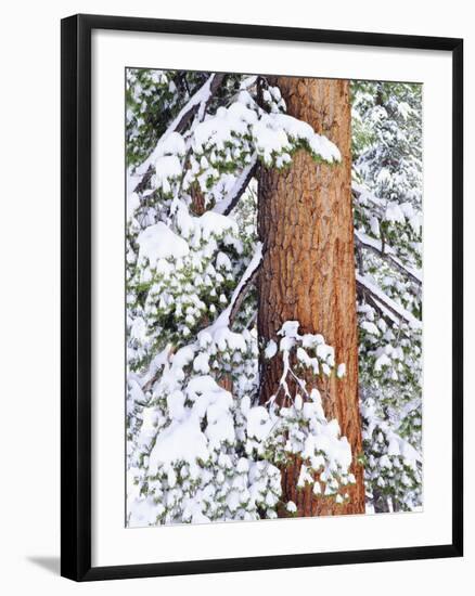 Fresh Snow on Red Fir Trees, Sierra Nevada Mountains, California, USA-Christopher Talbot Frank-Framed Photographic Print