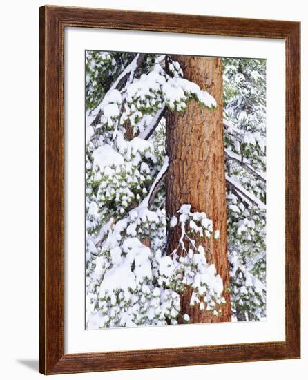 Fresh Snow on Red Fir Trees, Sierra Nevada Mountains, California, USA-Christopher Talbot Frank-Framed Photographic Print