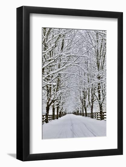 Fresh snow on tree and fence near, town of Snoqualmie-Darrell Gulin-Framed Photographic Print