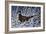 Fresh Snow - Ringneck Pheasant-Wilhelm Goebel-Framed Giclee Print