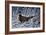 Fresh Snow - Ringneck Pheasant-Wilhelm Goebel-Framed Giclee Print