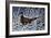 Fresh Snow - Ringneck Pheasant-Wilhelm Goebel-Framed Giclee Print