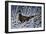 Fresh Snow - Ringneck Pheasant-Wilhelm Goebel-Framed Giclee Print