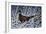 Fresh Snow - Ringneck Pheasant-Wilhelm Goebel-Framed Giclee Print