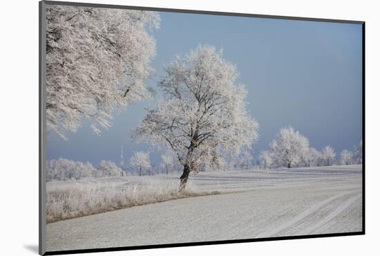 Fresh snowfall in winter scenery-Andrea Haase-Mounted Photographic Print