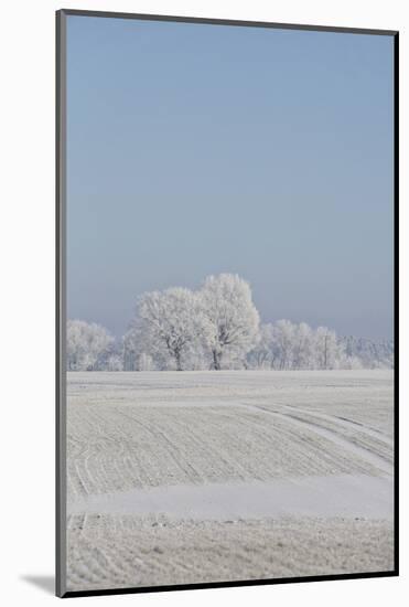 Fresh snowfall in winter scenery-Andrea Haase-Mounted Photographic Print