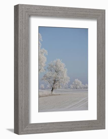 Fresh snowfall in winter scenery-Andrea Haase-Framed Photographic Print