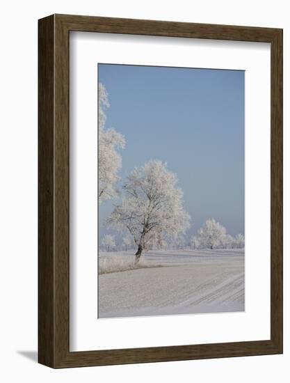 Fresh snowfall in winter scenery-Andrea Haase-Framed Photographic Print