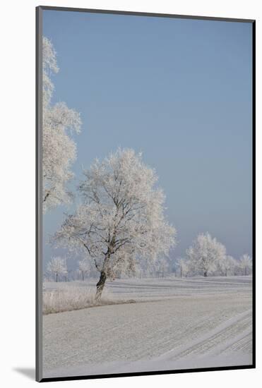 Fresh snowfall in winter scenery-Andrea Haase-Mounted Photographic Print