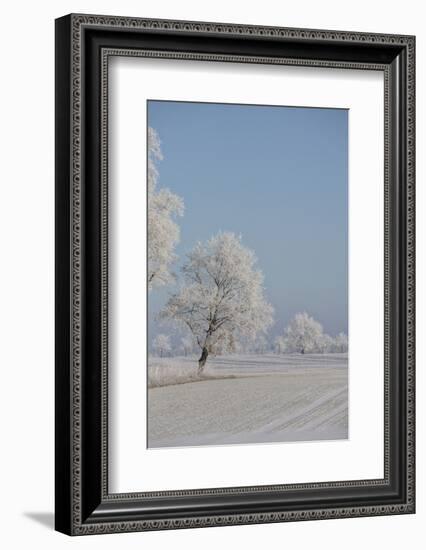 Fresh snowfall in winter scenery-Andrea Haase-Framed Photographic Print