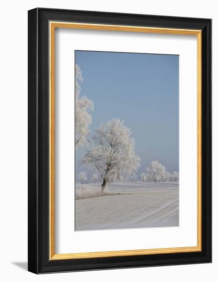 Fresh snowfall in winter scenery-Andrea Haase-Framed Photographic Print