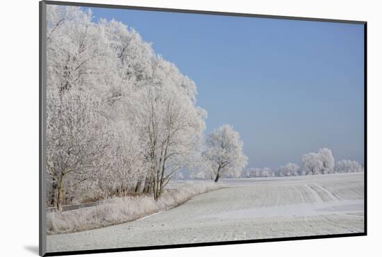 Fresh snowfall in winter scenery-Andrea Haase-Mounted Photographic Print