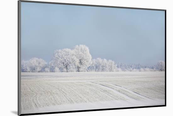 Fresh snowfall in winter scenery-Andrea Haase-Mounted Photographic Print