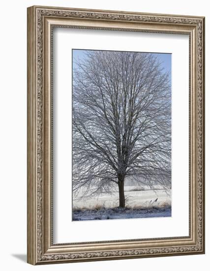 Fresh snowfall on bare broad-leaved tree-Andrea Haase-Framed Photographic Print