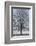 Fresh snowfall on bare broad-leaved tree-Andrea Haase-Framed Photographic Print