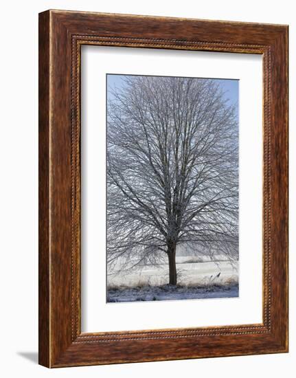 Fresh snowfall on bare broad-leaved tree-Andrea Haase-Framed Photographic Print