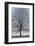 Fresh snowfall on bare broad-leaved tree-Andrea Haase-Framed Photographic Print