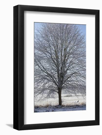 Fresh snowfall on bare broad-leaved tree-Andrea Haase-Framed Photographic Print