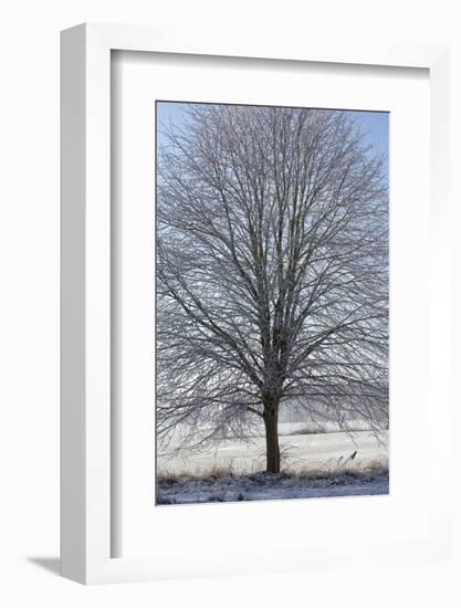 Fresh snowfall on bare broad-leaved tree-Andrea Haase-Framed Photographic Print