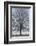 Fresh snowfall on bare broad-leaved tree-Andrea Haase-Framed Photographic Print