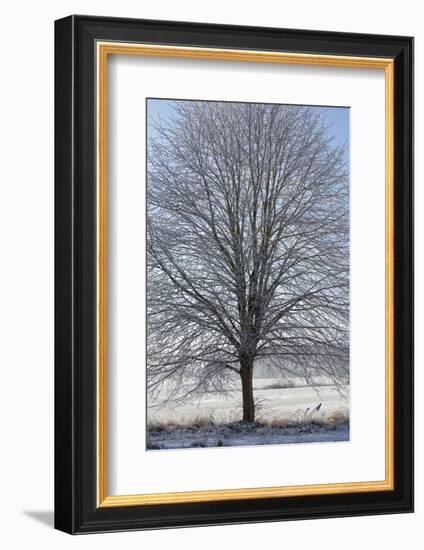 Fresh snowfall on bare broad-leaved tree-Andrea Haase-Framed Photographic Print