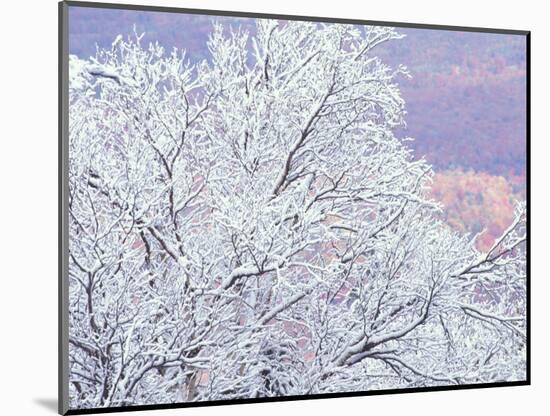 Fresh Snowfall on Birch, Burke Mountain, Vermont, USA-Darrell Gulin-Mounted Photographic Print