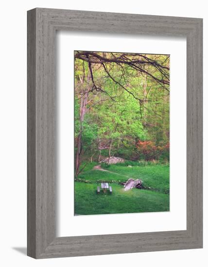 Fresh spreeng green leaves in the woods of Eagle Creek Park, Indianapolis, Indiana, USA-Anna Miller-Framed Photographic Print