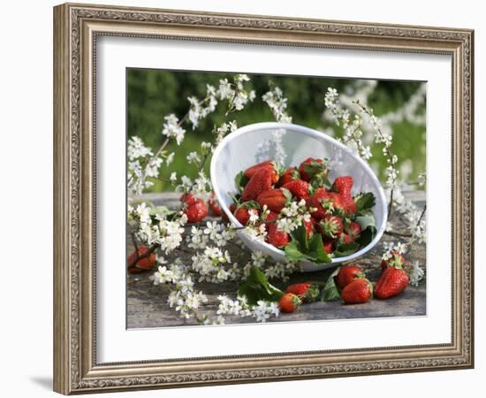 Fresh Strawberries in Sieve Surrounded by Sloe Blossom-Martina Schindler-Framed Photographic Print