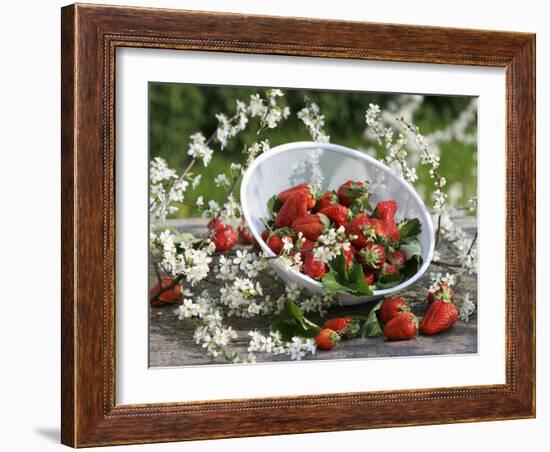 Fresh Strawberries in Sieve Surrounded by Sloe Blossom-Martina Schindler-Framed Photographic Print