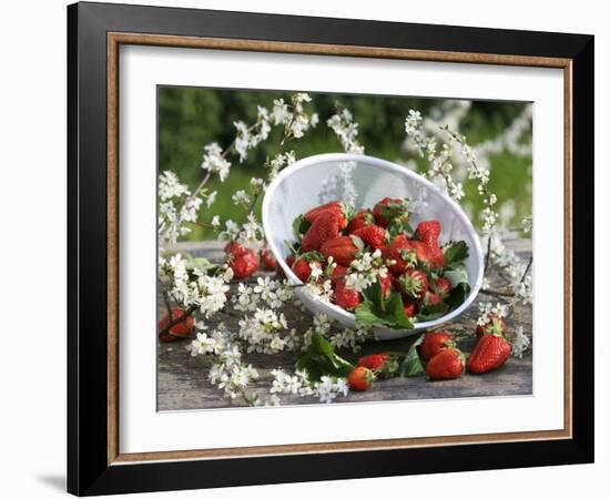 Fresh Strawberries in Sieve Surrounded by Sloe Blossom-Martina Schindler-Framed Photographic Print